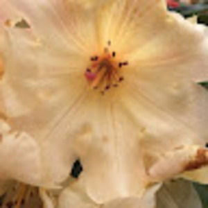 Meet your Posher, Avery